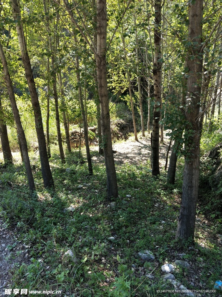 杨树林