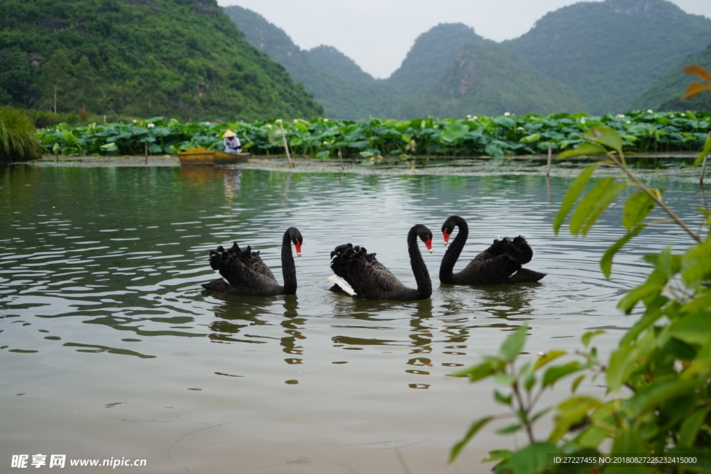 普者黑 湿地