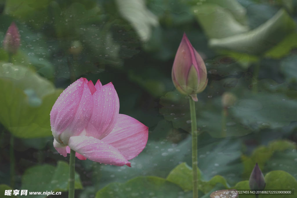 普者黑 雨荷