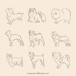 忠诚宠物狗狗