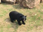 黑熊