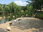 白鹅  鸭子