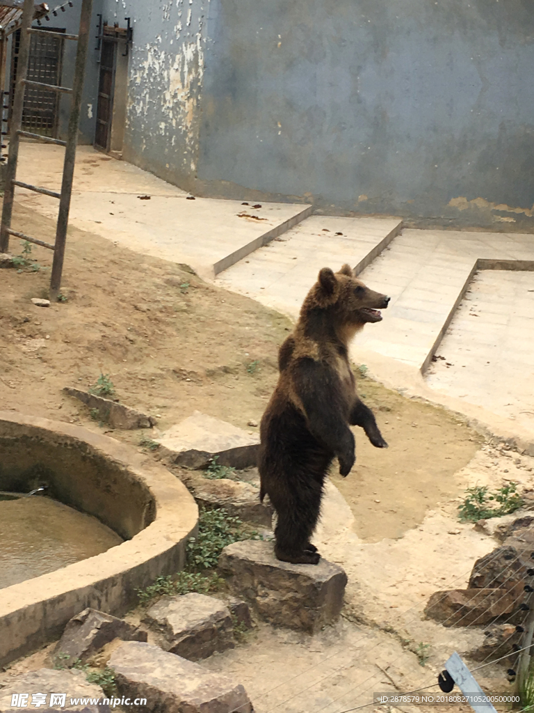 狗熊 月牙熊、狗熊