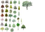 园林植物分层彩图