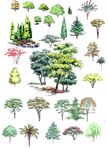 园林植物分层彩图