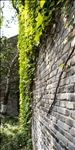 绿植墙 青砖 爬山虎