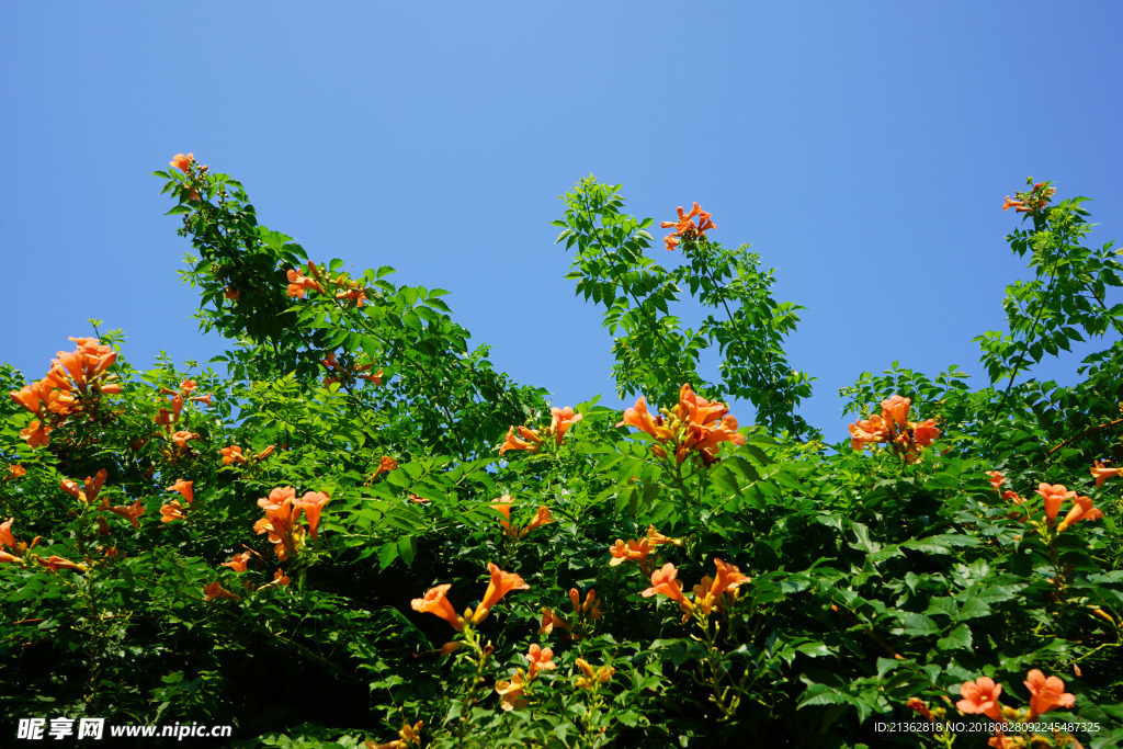 凌霄花