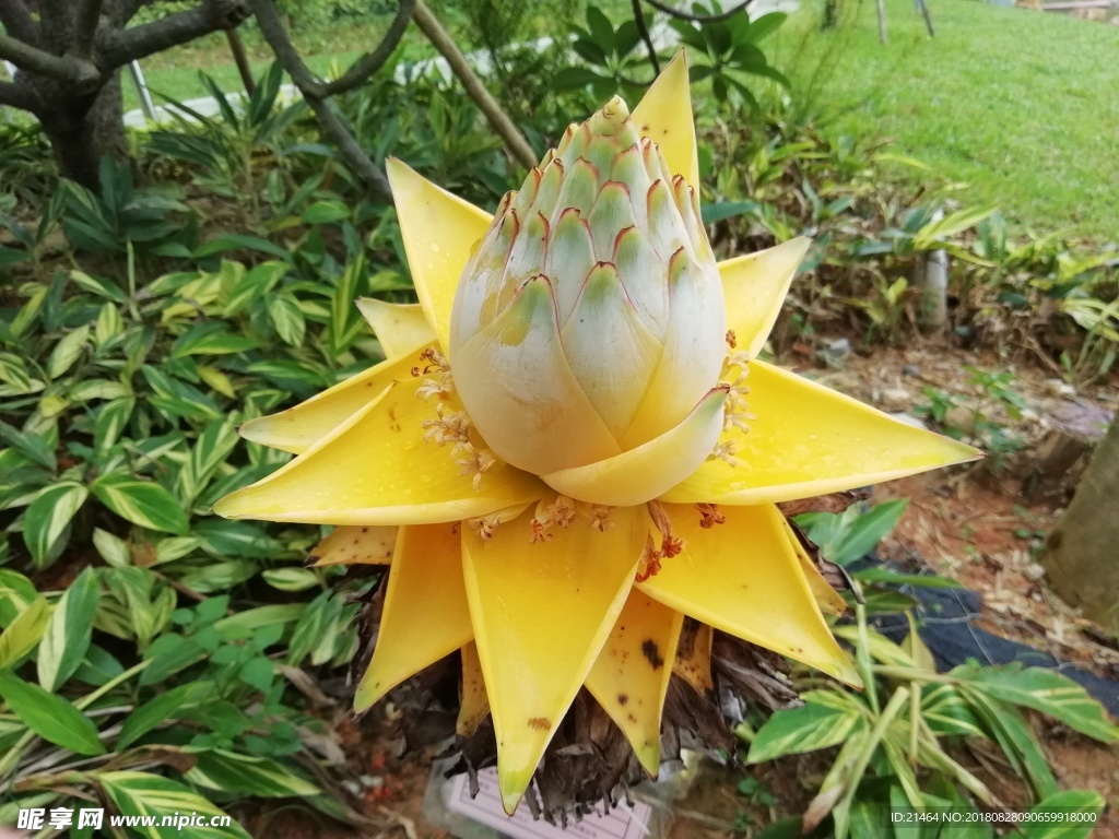 地涌金莲