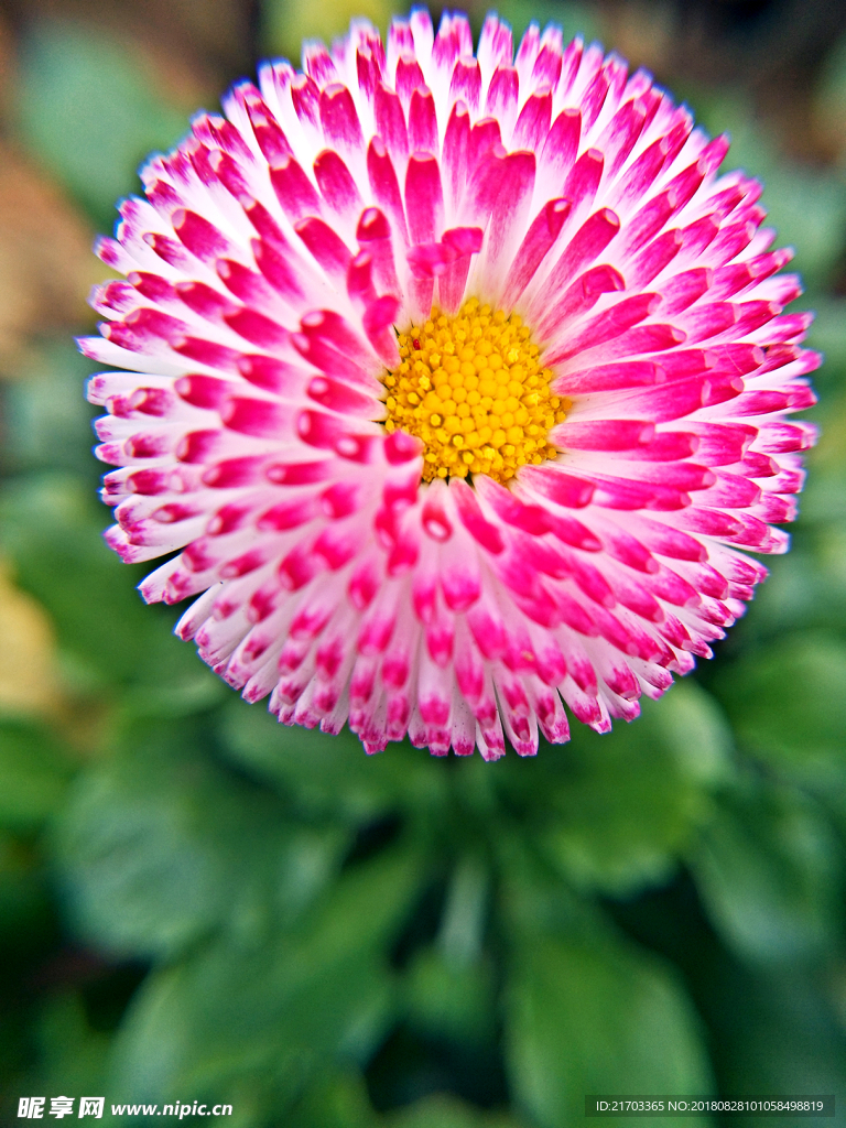春天的花
