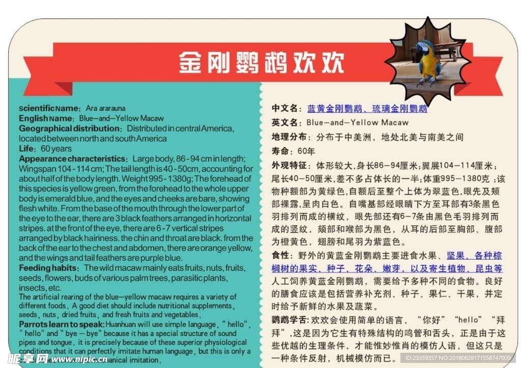 鹦鹉介绍简介中英文