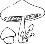 蘑菇