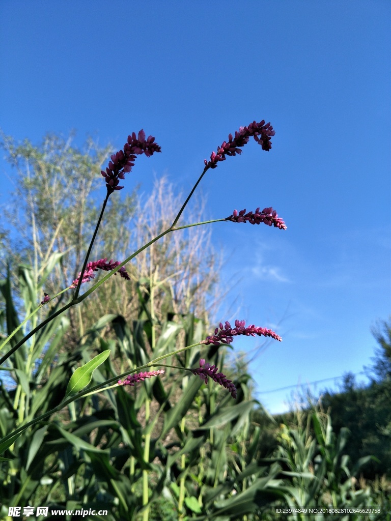 蓝天背景紫色花朵玉米苗
