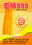 玉米海报