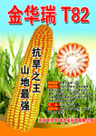 玉米海报