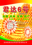 玉米海报