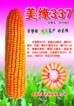 玉米海报