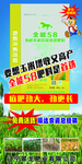 玉米海报