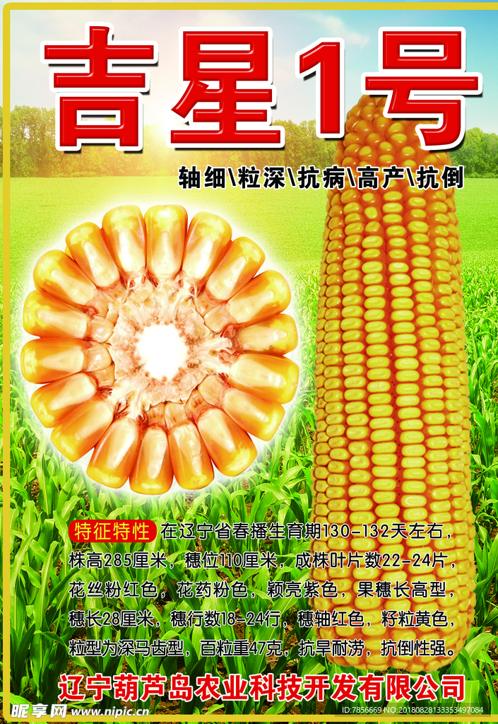 玉米海报