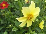 小丽菊