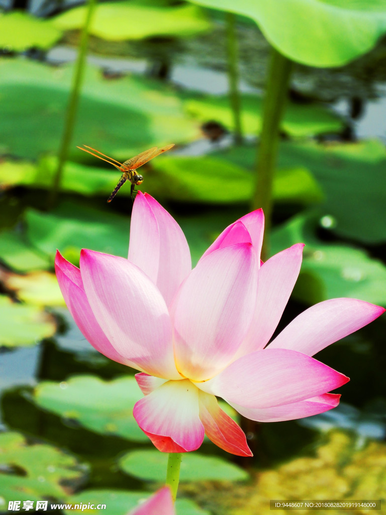 荷花