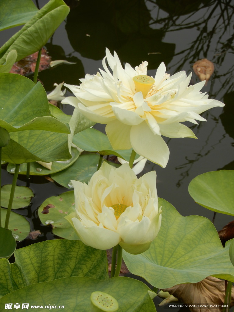 荷花