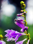 紫色鲜花