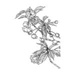 樱花白描图