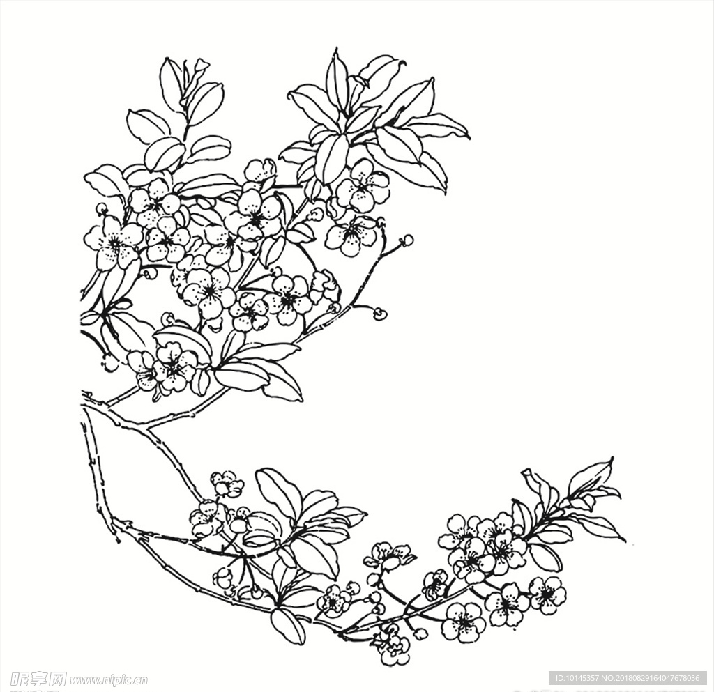 红杏花白描图