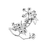 梨花