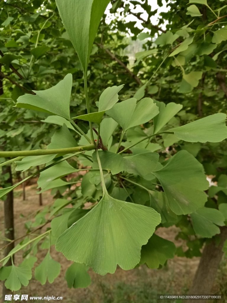 银杏