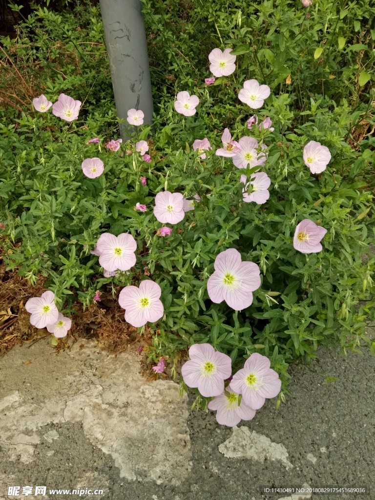 花