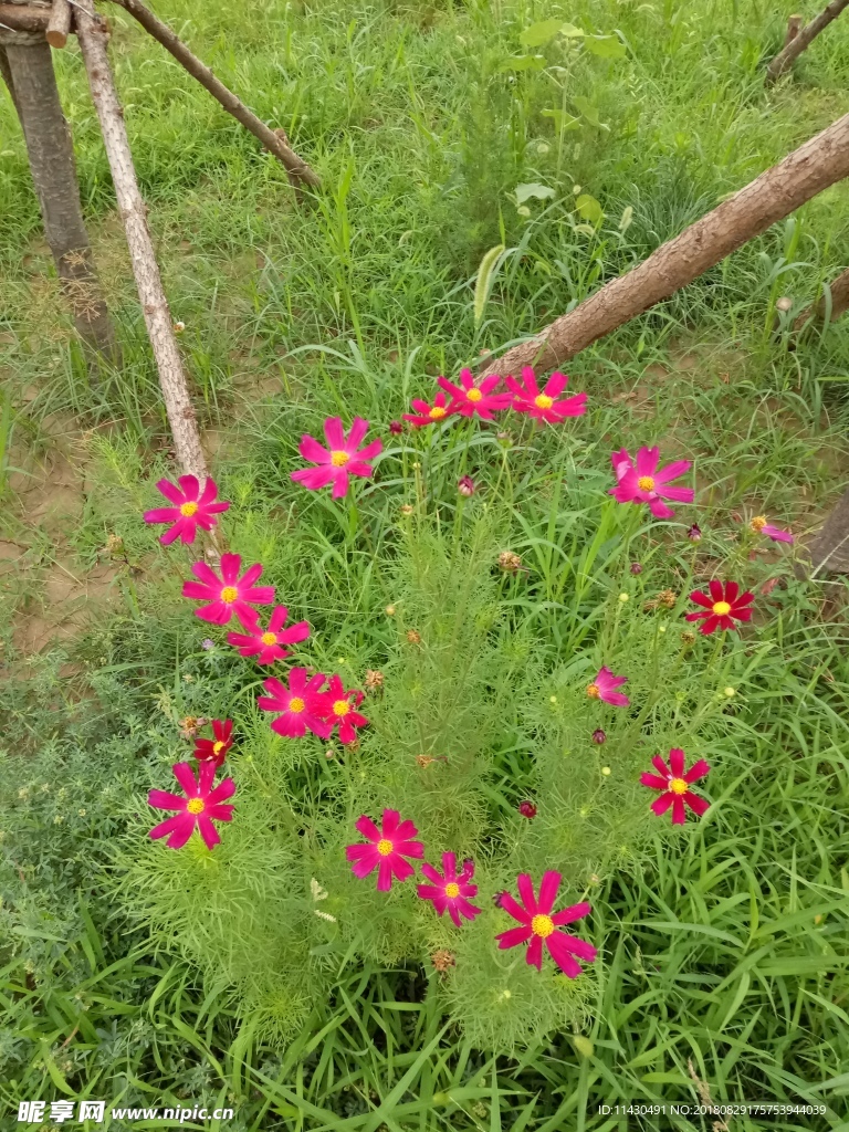 鲜花