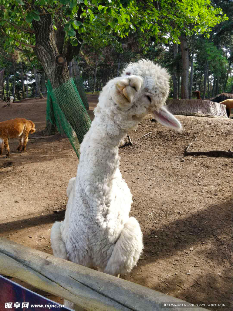 羊驼