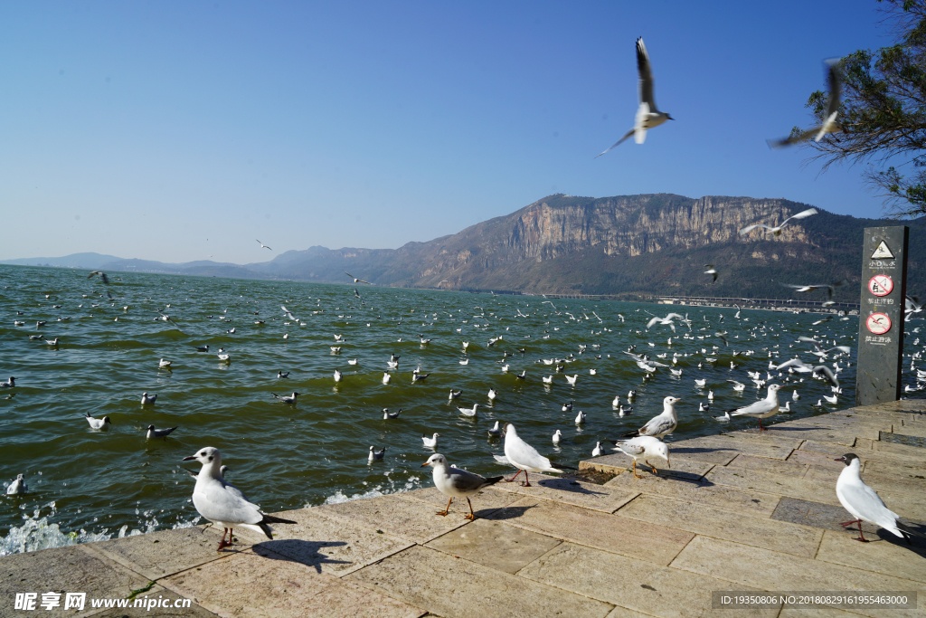 昆明 滇池 海鸥