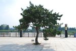 松树