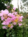 紫薇花