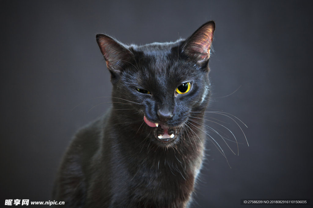 伸舌头的猫