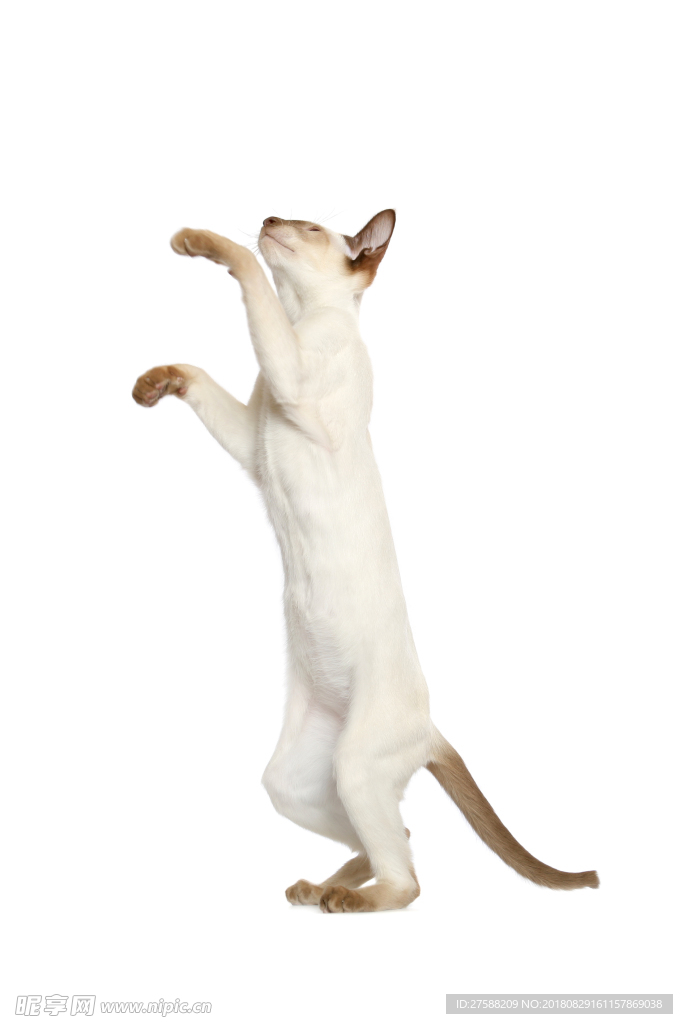 跳跃的猫