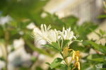 金银花