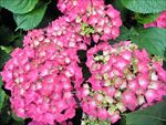 绣球特写粉红色花卉