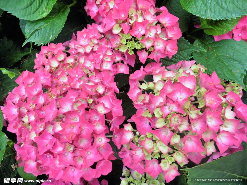 绣球特写粉红色花卉