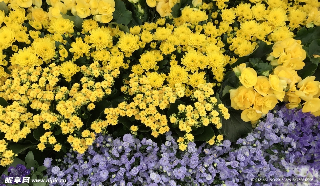 植物花卉