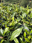茶树