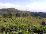 茶