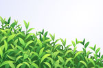 茶叶背景图