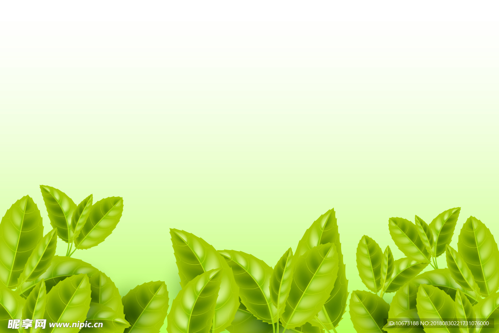 茶叶背景图