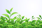 茶叶背景图