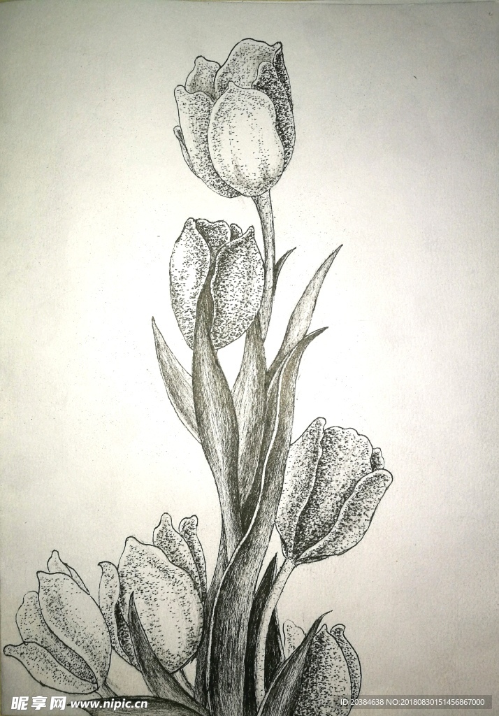 玫瑰花