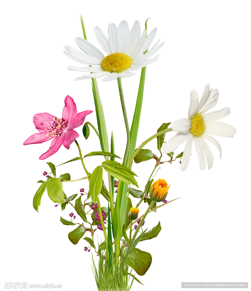 雏菊