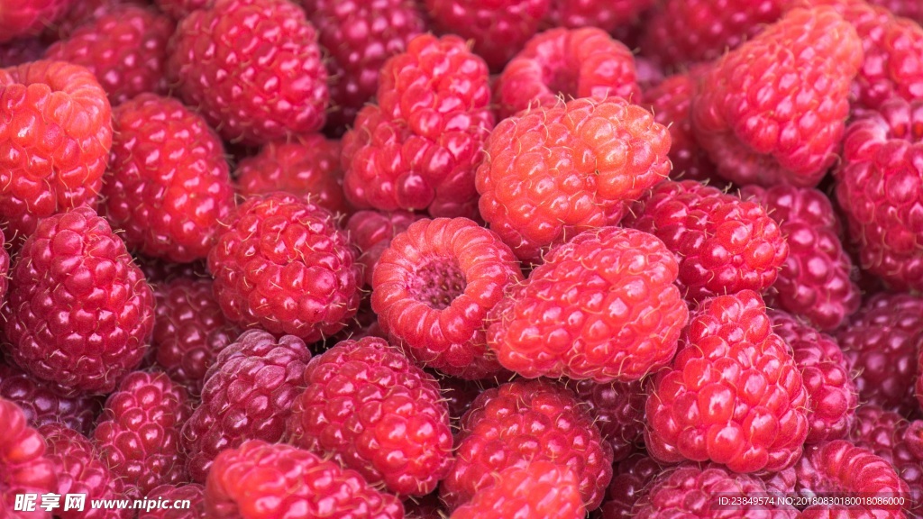 浆果 山莓